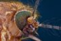 Бактерия против вирусов: как помешать комарам инфицировать людей?