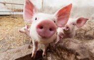 Новый способ лечения переломов испытали на свиньях